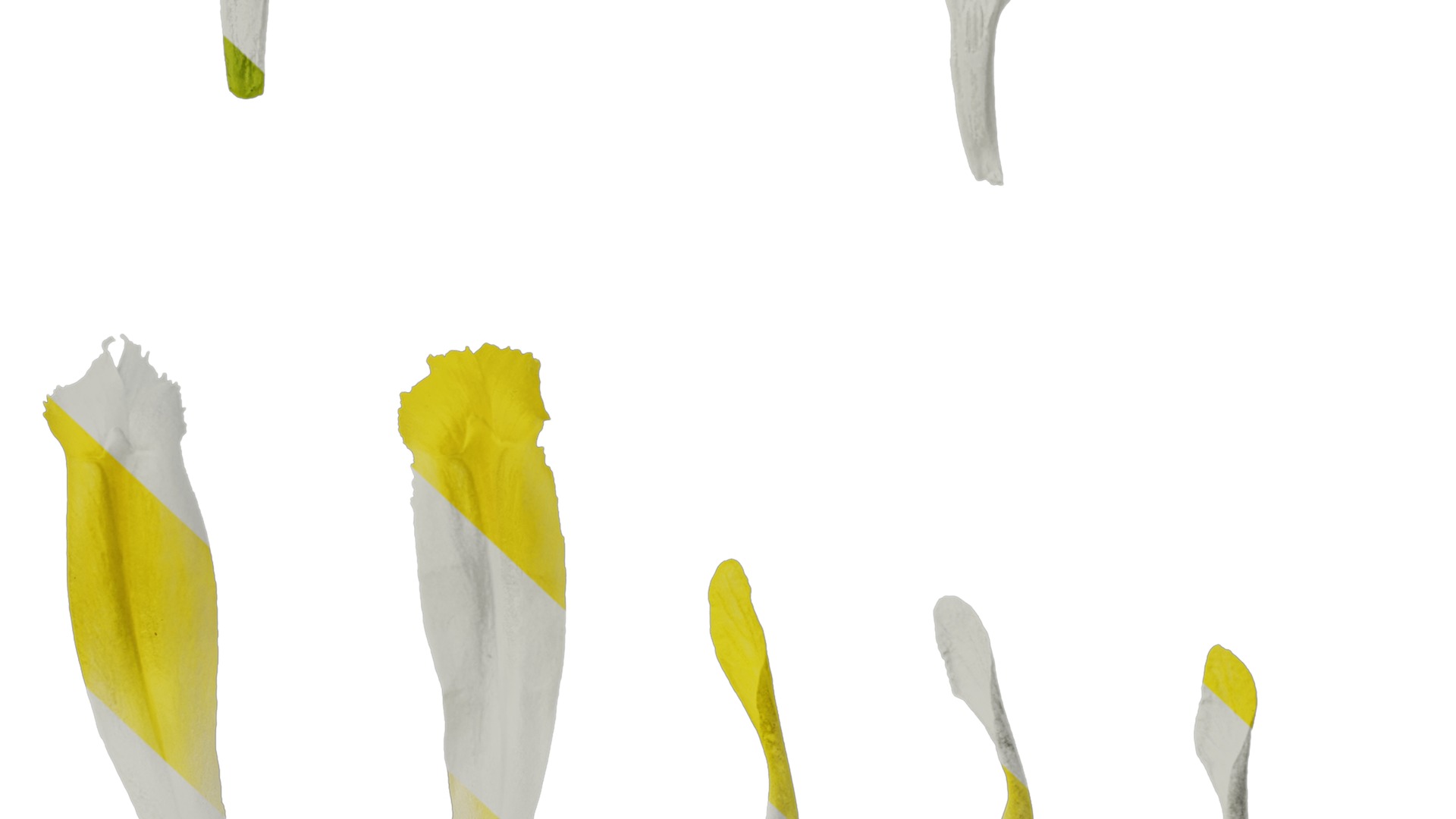 Anydrafts Iris pseudacorus Flower 06 Texture_7