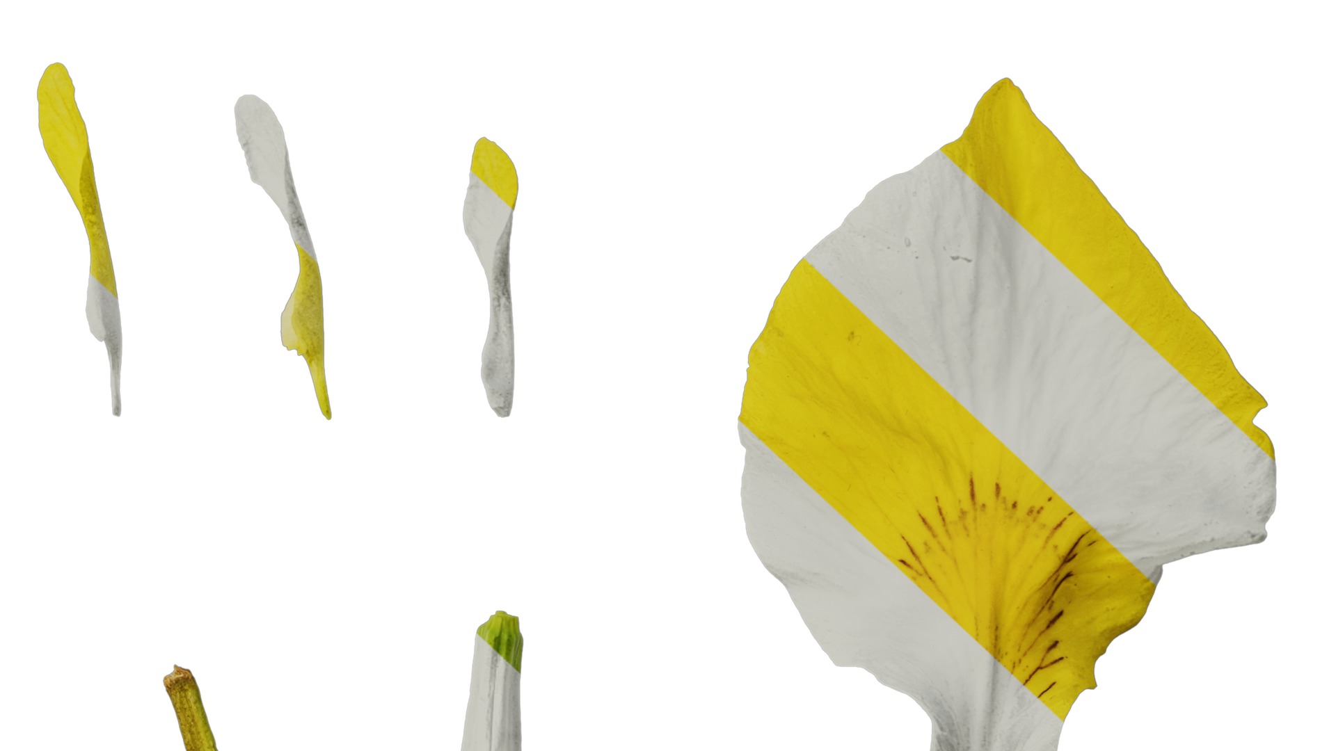 Anydrafts Iris pseudacorus Flower 06 Texture_6