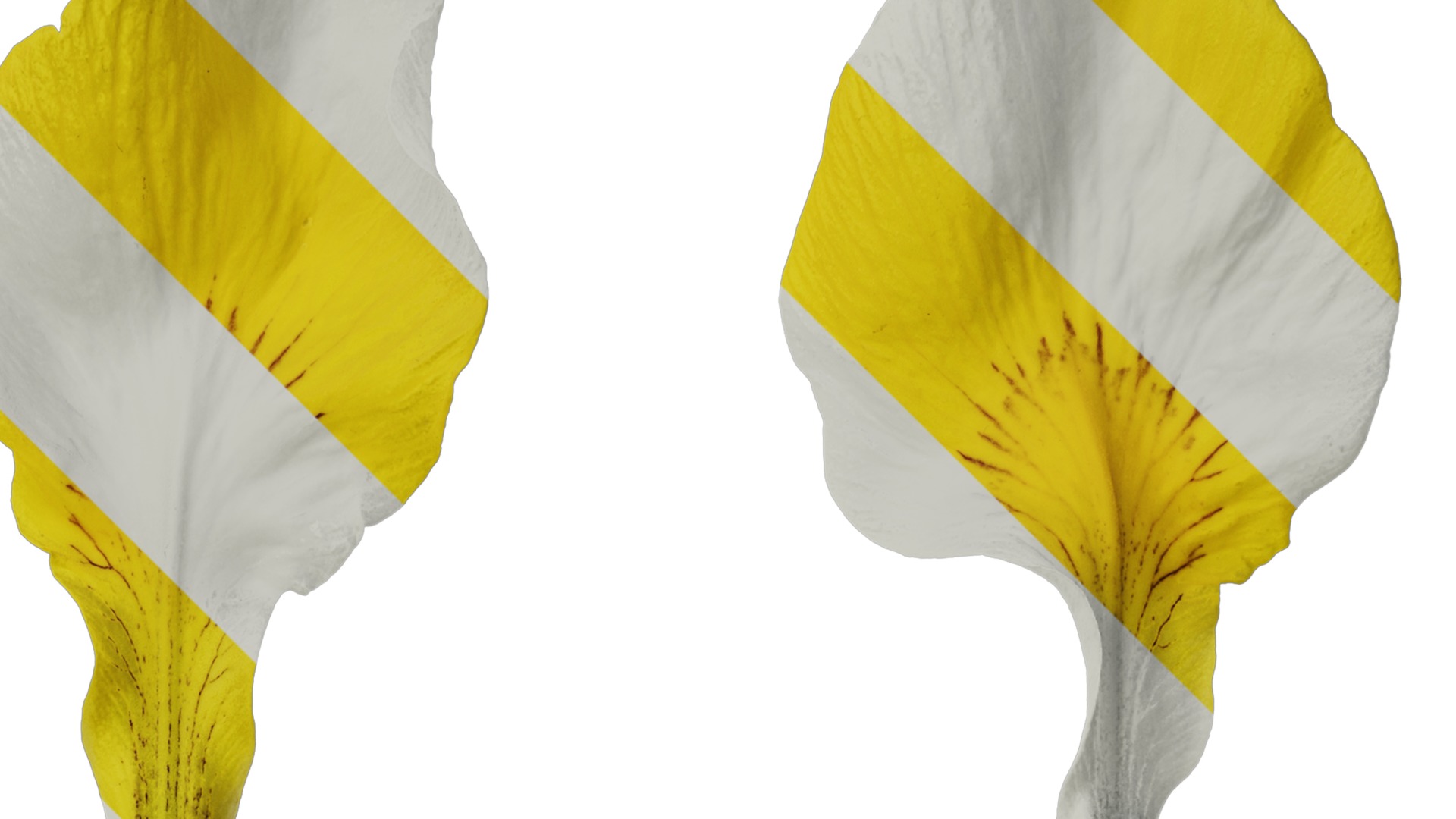 Anydrafts Iris pseudacorus Flower 06 Texture_2