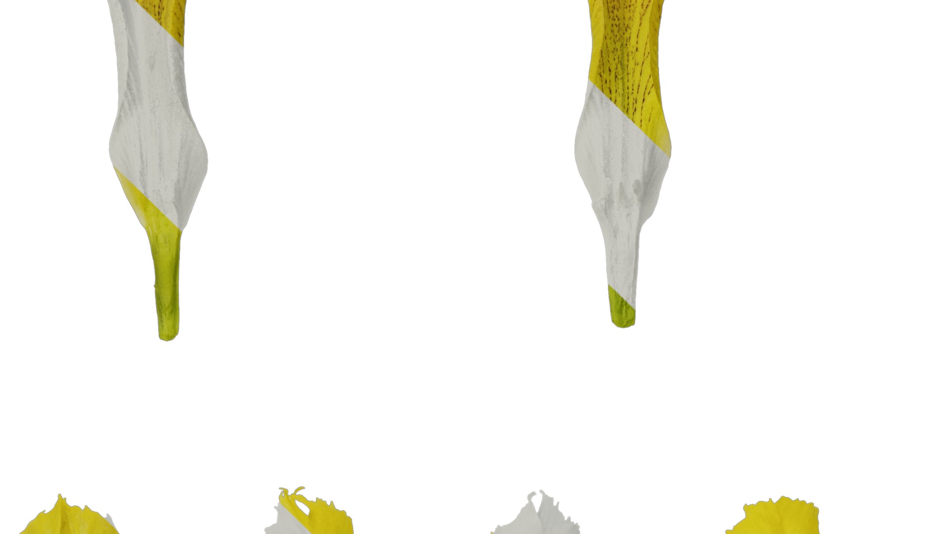 Anydrafts Iris pseudacorus Flower 06 Texture_3