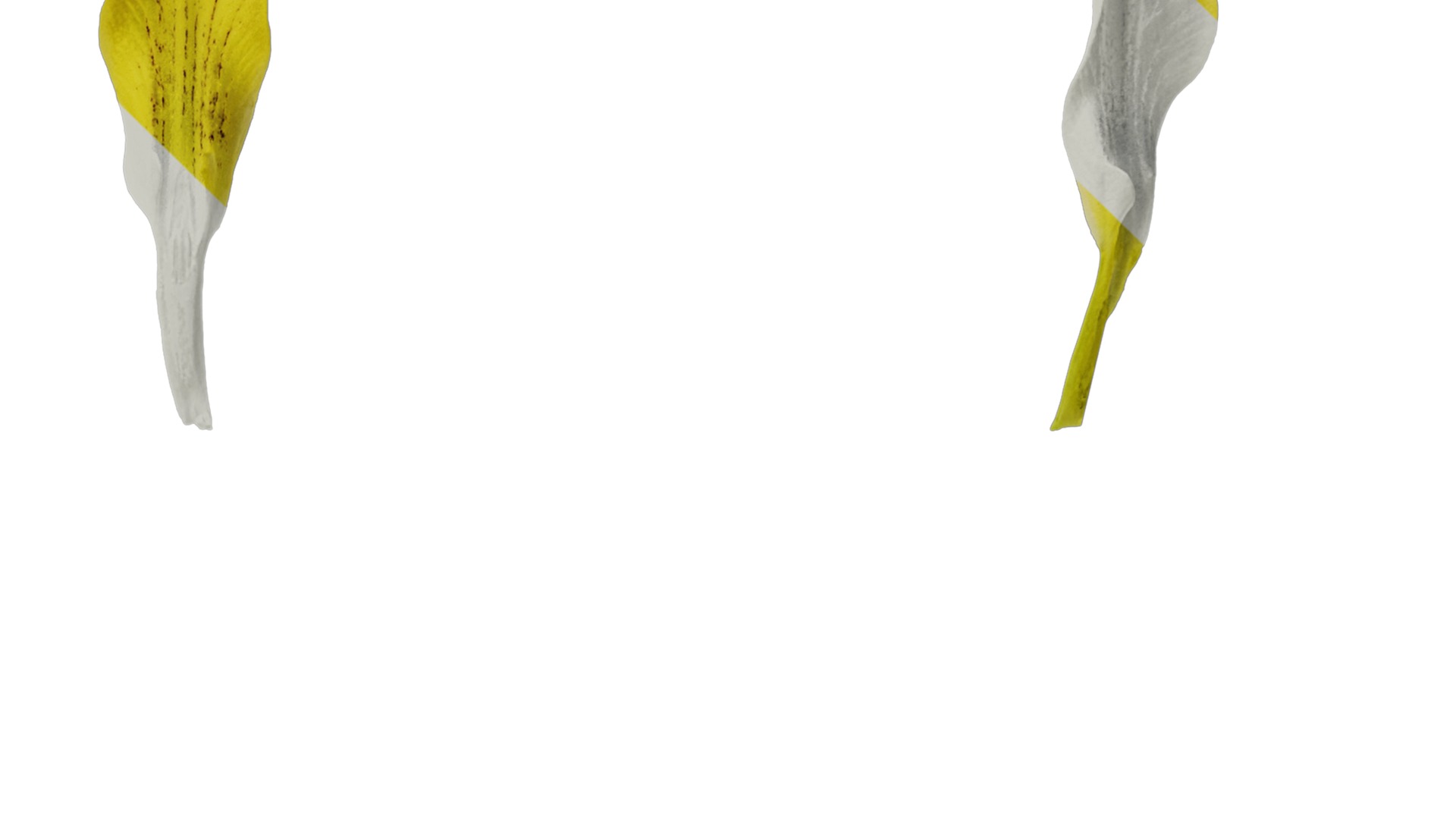 Anydrafts Iris pseudacorus Flower 06 Texture_4