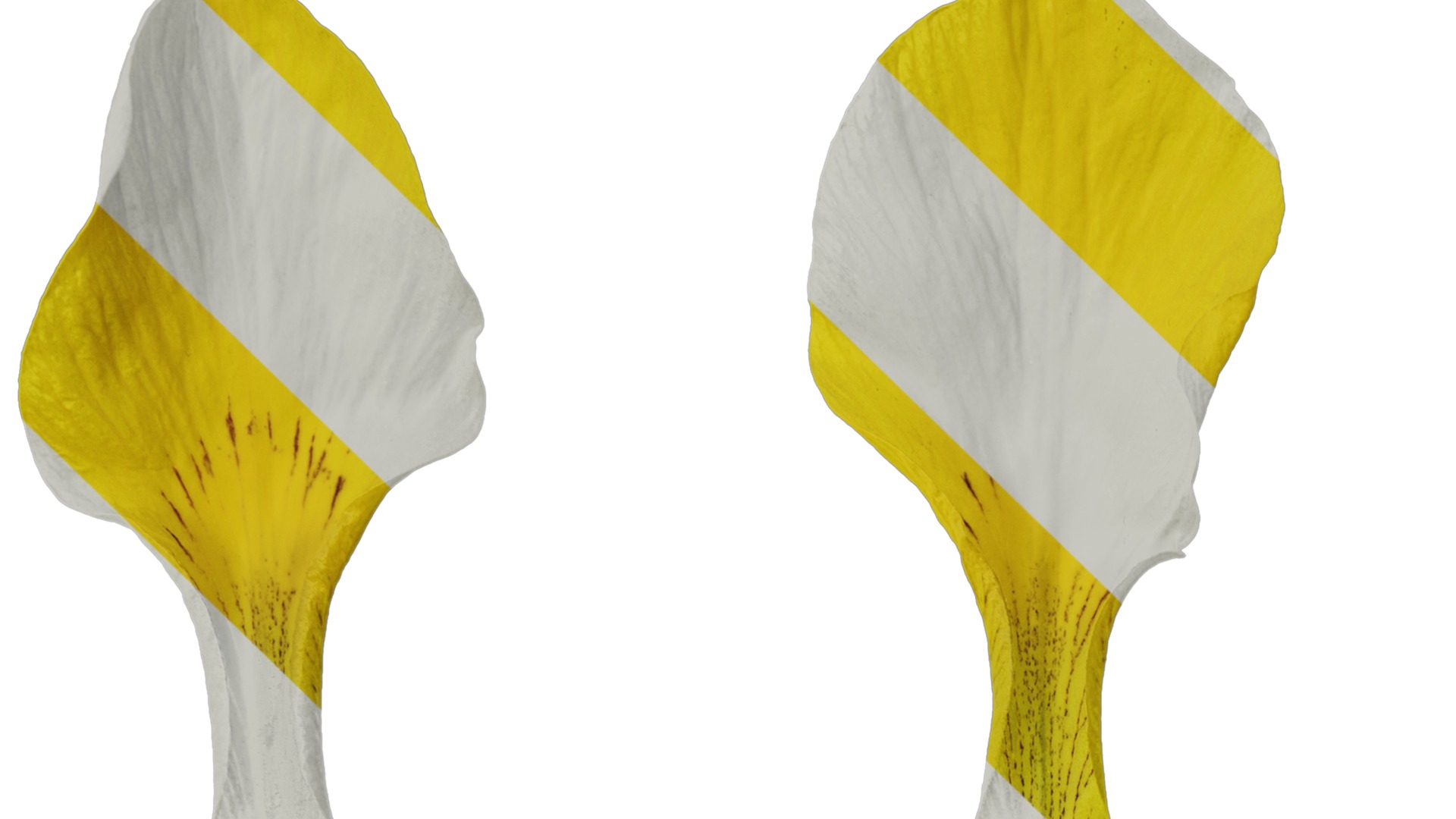 Anydrafts Iris pseudacorus Flower 06 Texture_1