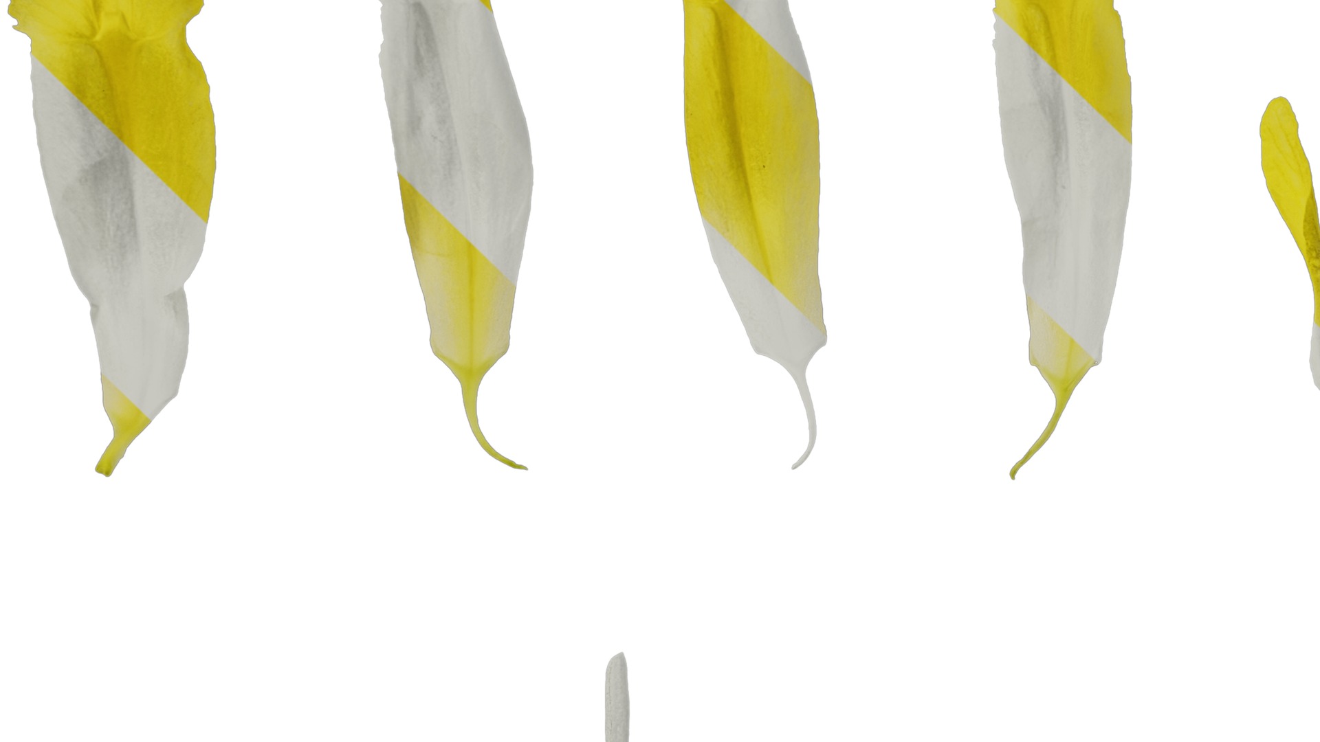 Anydrafts Iris pseudacorus Flower 06 Texture_5