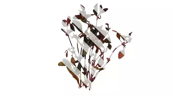 Anydrafts Ludwigia glandulosa Atlas 01