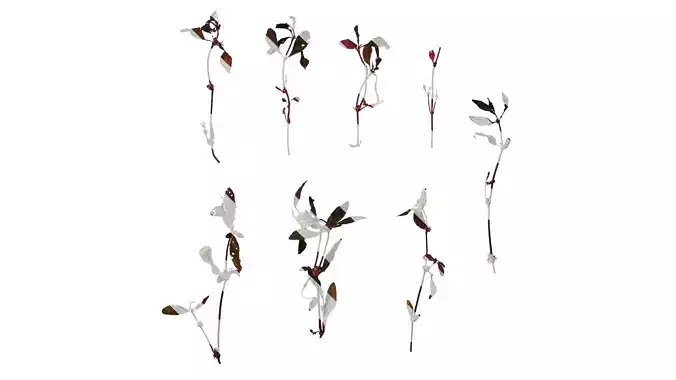 Anydrafts Ludwigia glandulosa Atlas 02