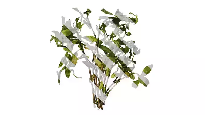 Anydrafts Ludwigia ovalis Atlas 01