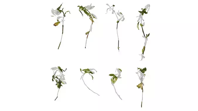 Anydrafts Ludwigia ovalis Atlas 02