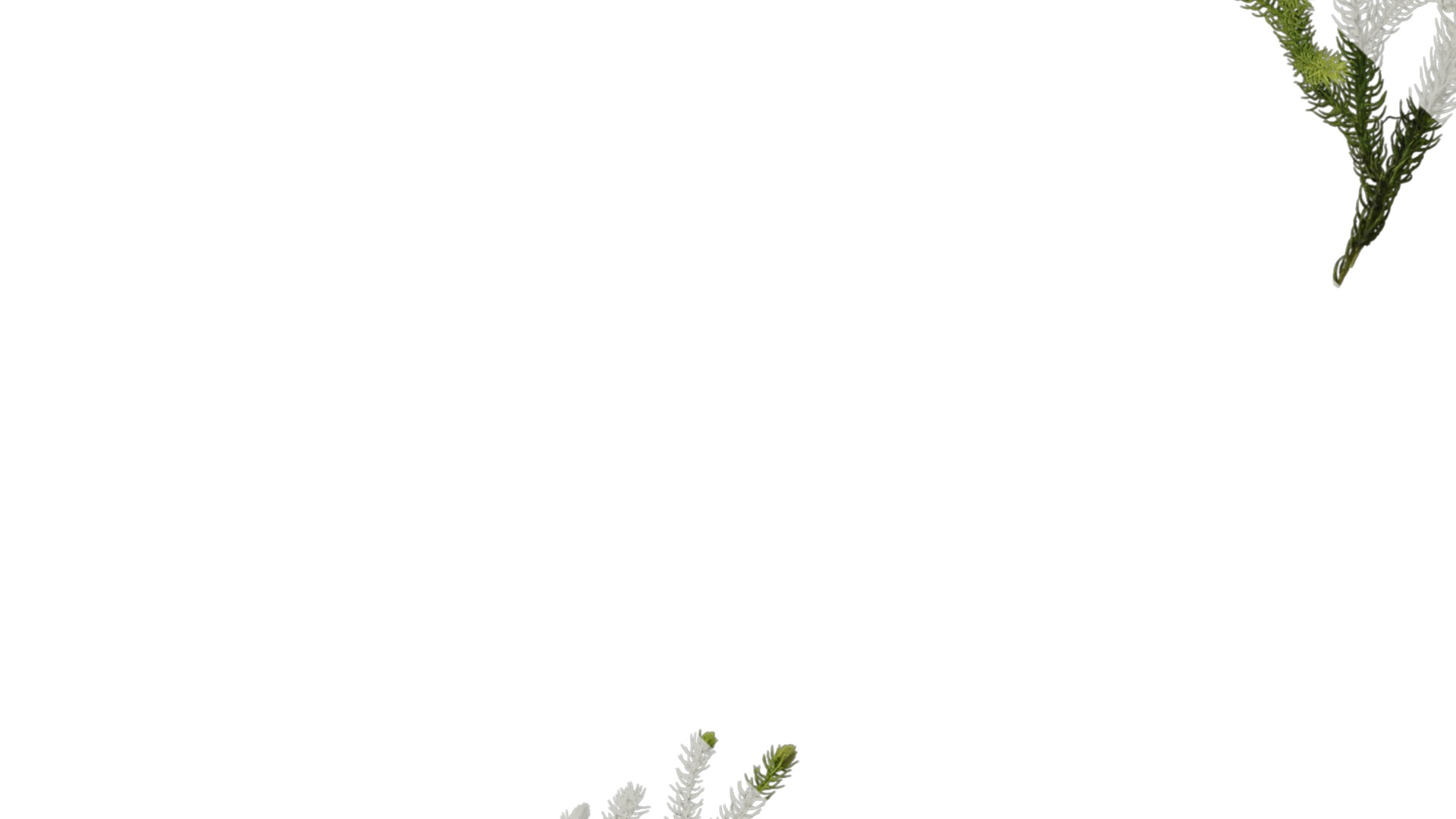 Anydrafts Lycopodium japonicum Atlas 01 Texture_7