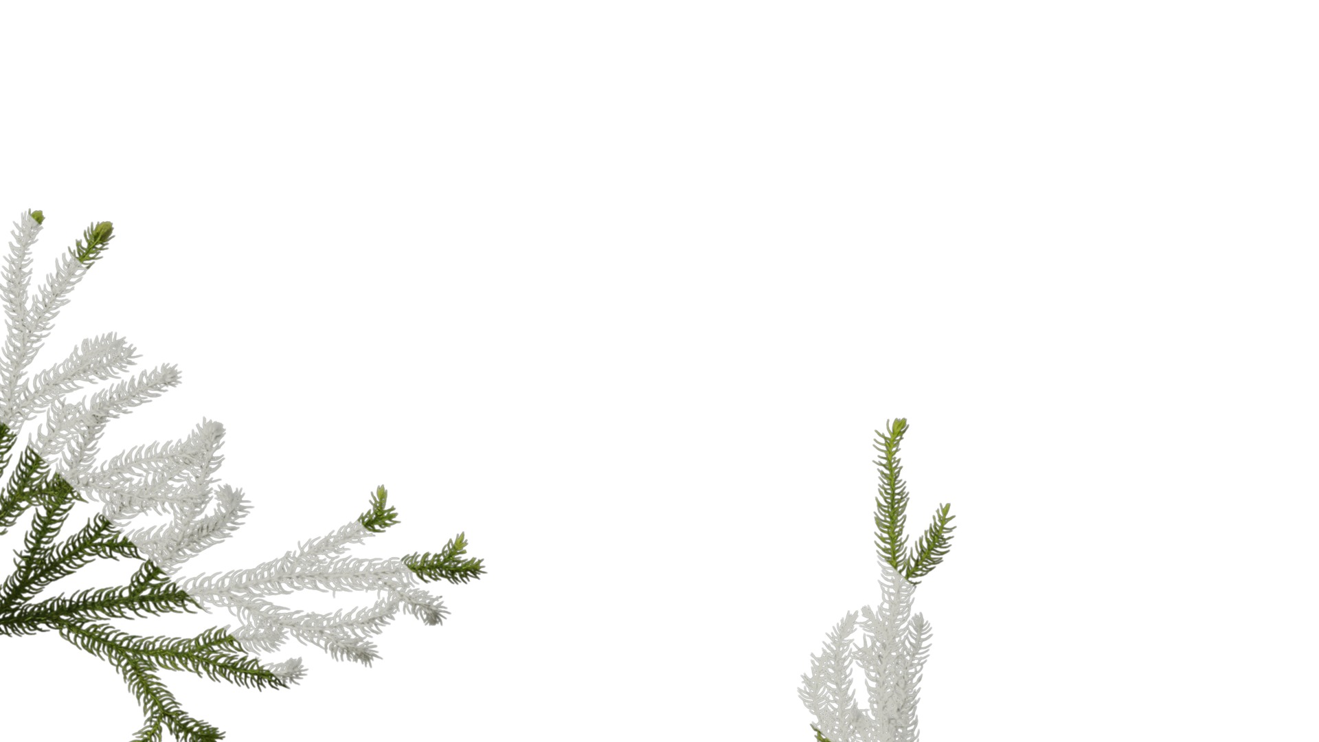 Anydrafts Lycopodium japonicum Atlas 01 Texture_6