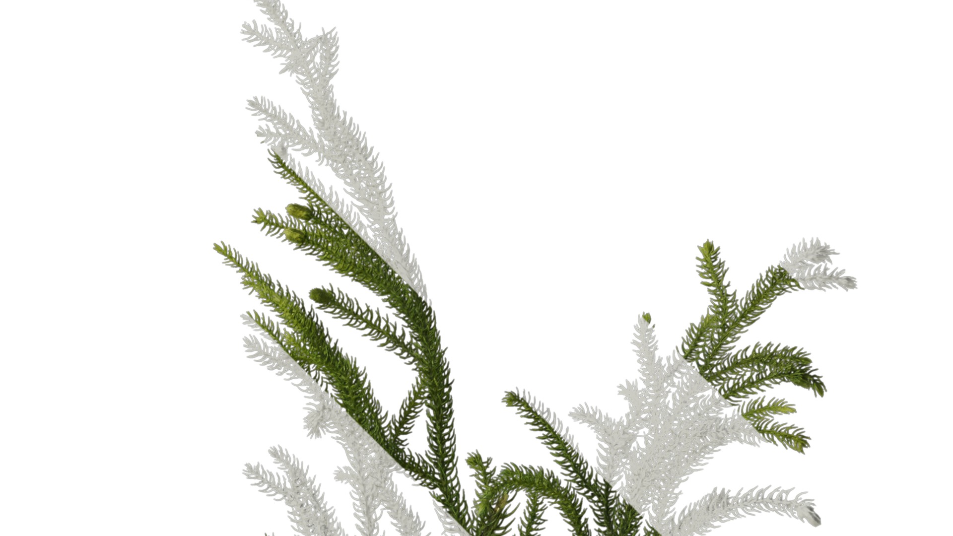 Anydrafts Lycopodium japonicum Atlas 01 Texture_2