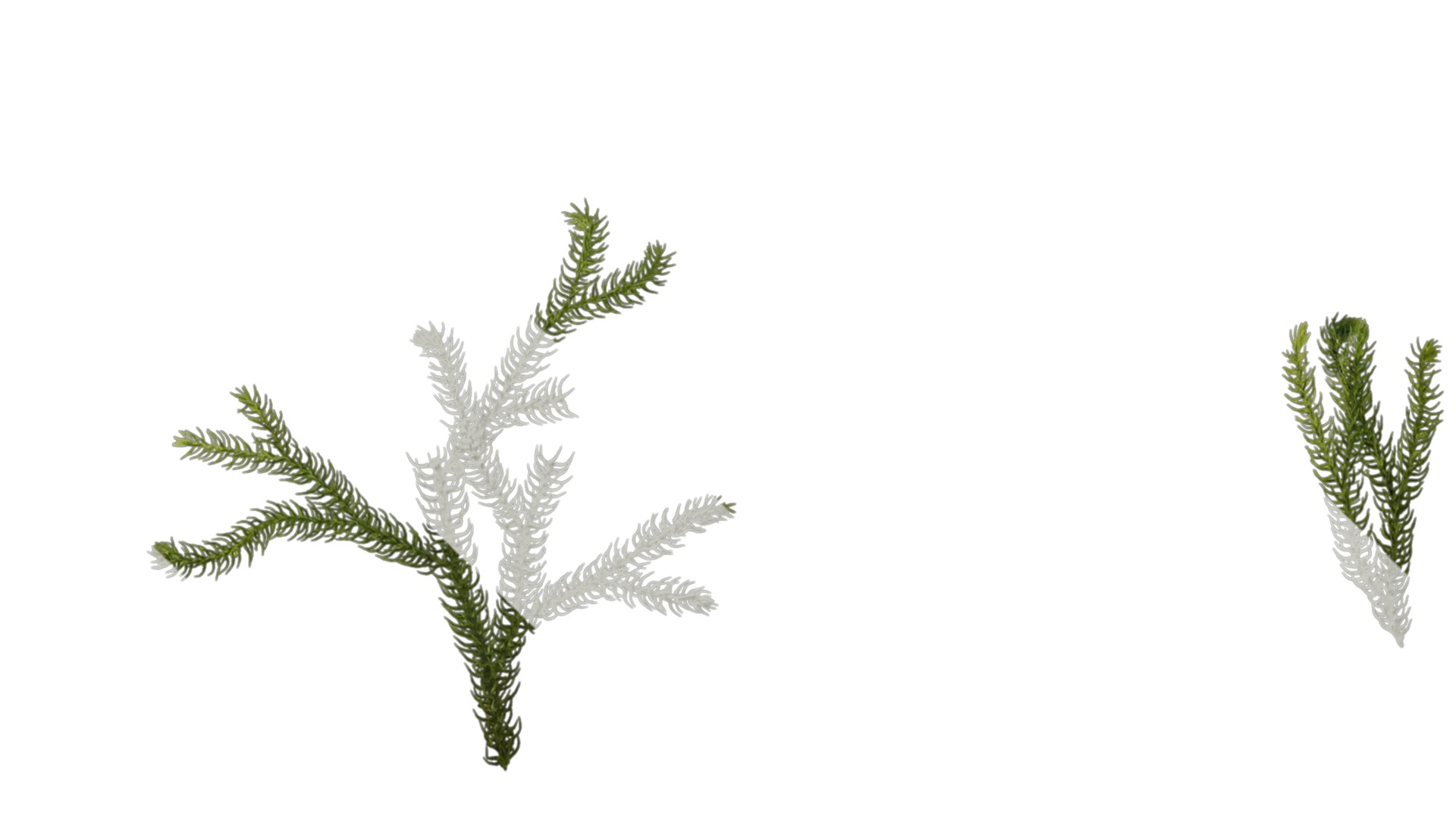 Anydrafts Lycopodium japonicum Atlas 01 Texture_1