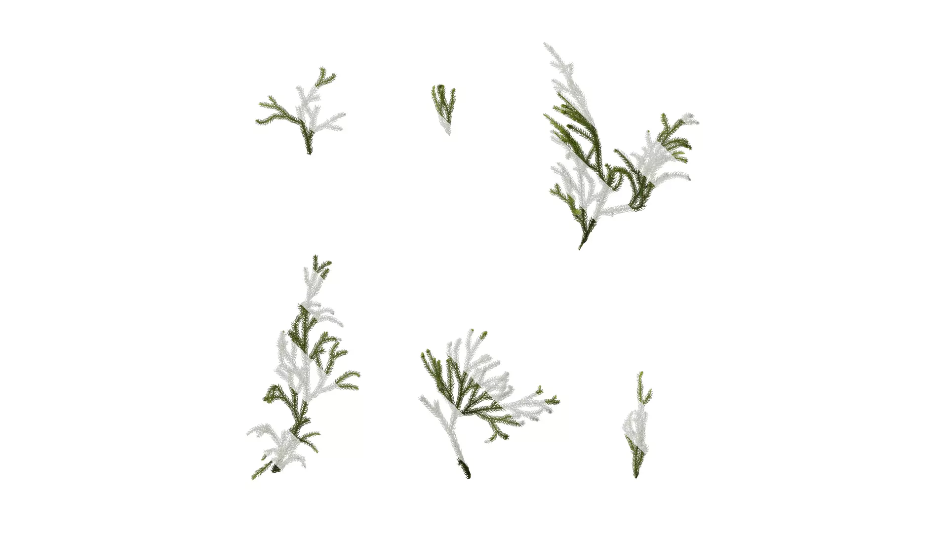 Anydrafts Lycopodium japonicum Atlas 01 Texture_0