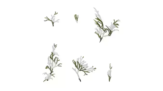 Anydrafts Lycopodium japonicum Atlas 01