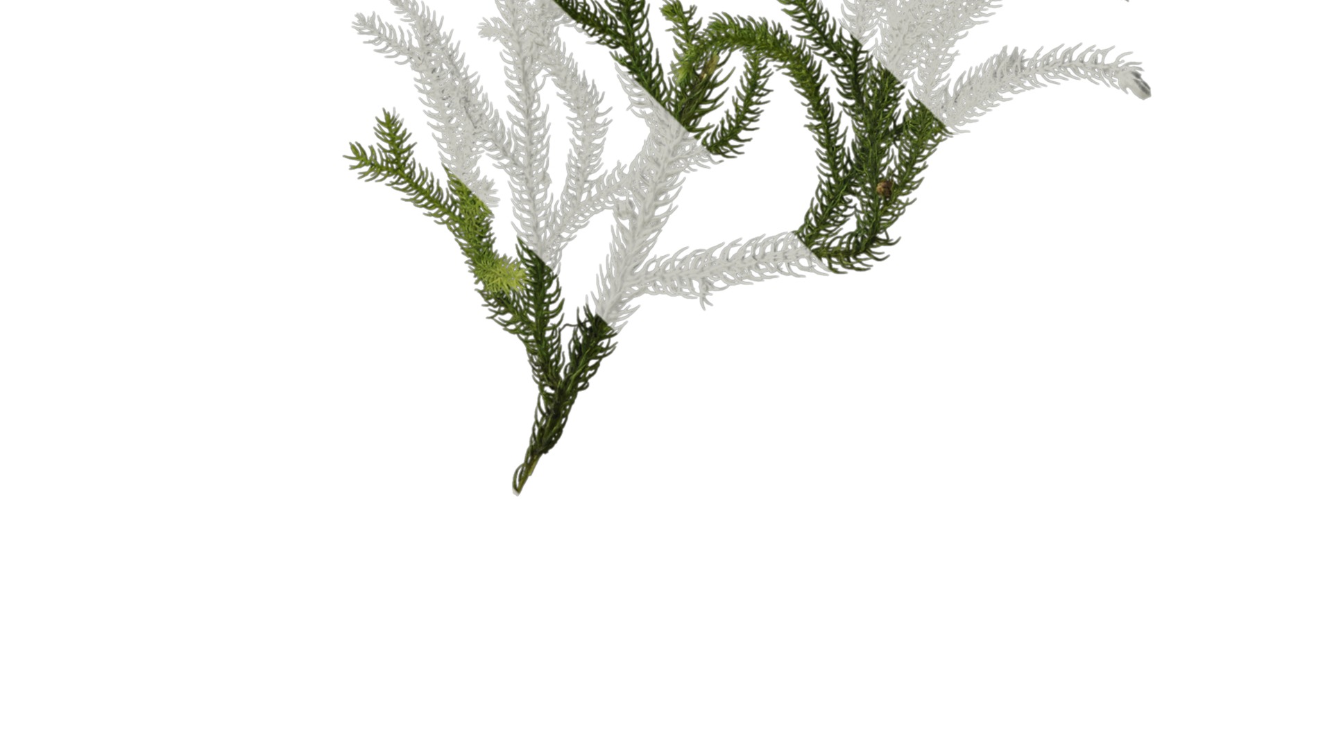 Anydrafts Lycopodium japonicum Atlas 01 Texture_4