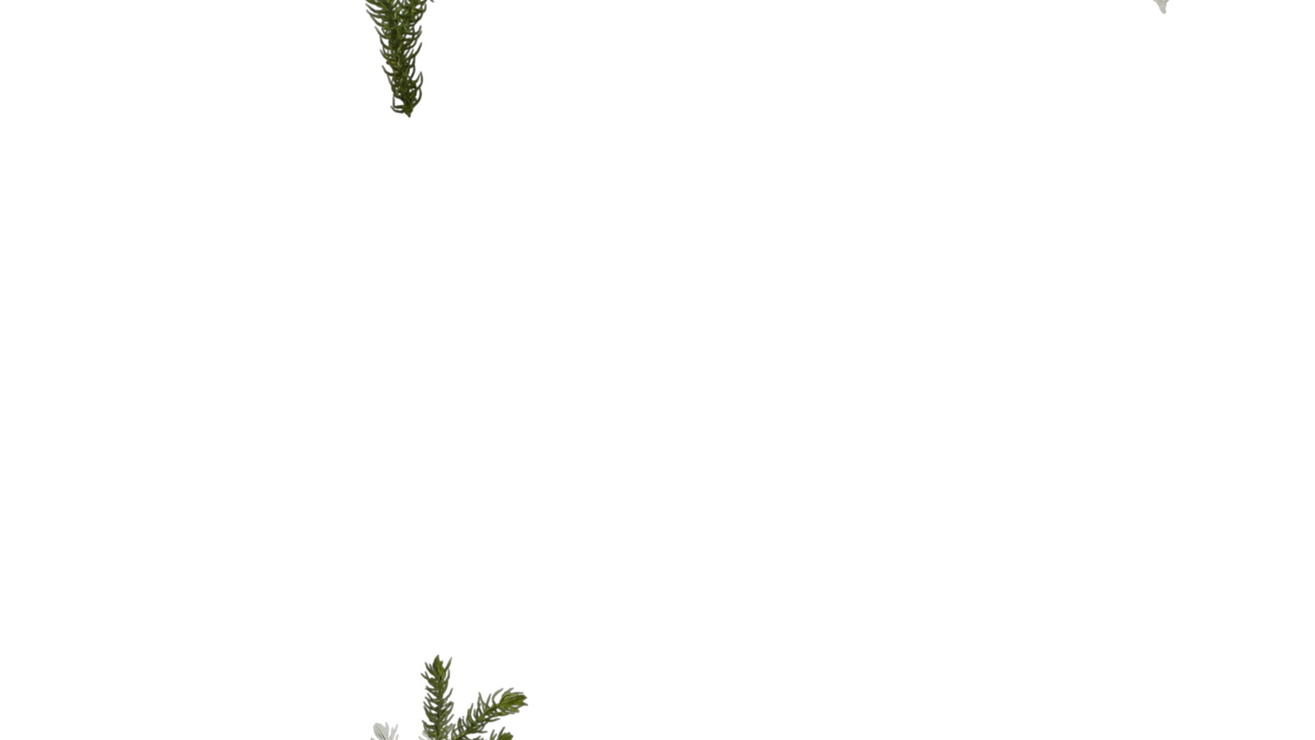 Anydrafts Lycopodium japonicum Atlas 01 Texture_3