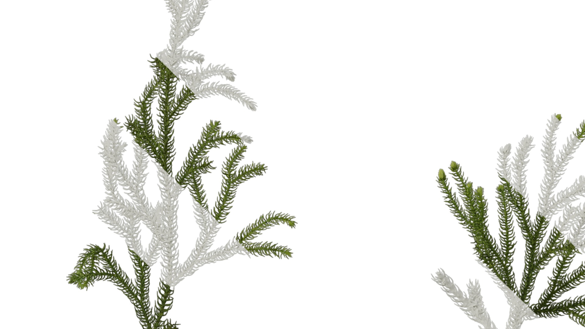 Anydrafts Lycopodium japonicum Atlas 01 Texture_5