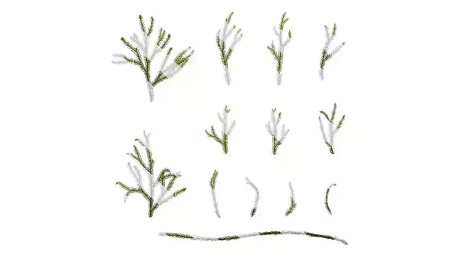 Anydrafts Lycopodium japonicum Atlas 02