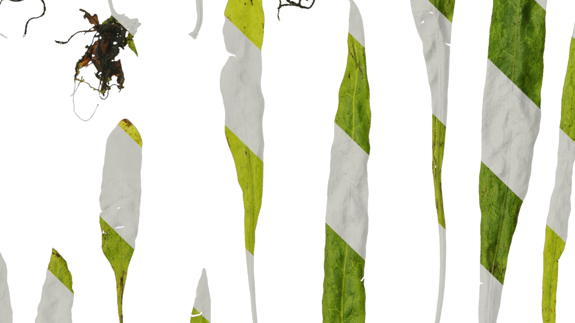 Anydrafts Microsorum pteropus Leaf 01 Texture_5