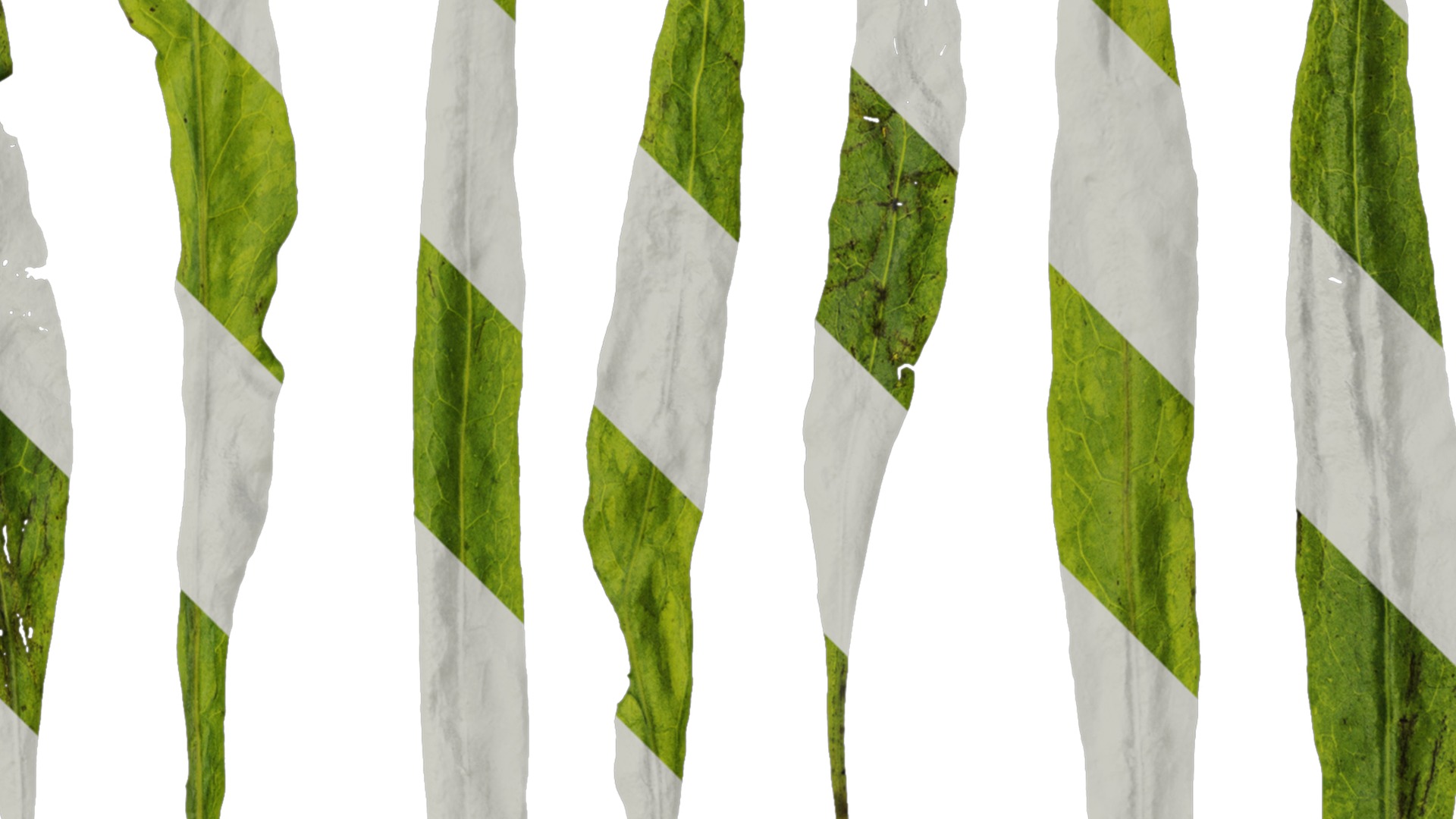 Anydrafts Microsorum pteropus Leaf 01 Texture_2