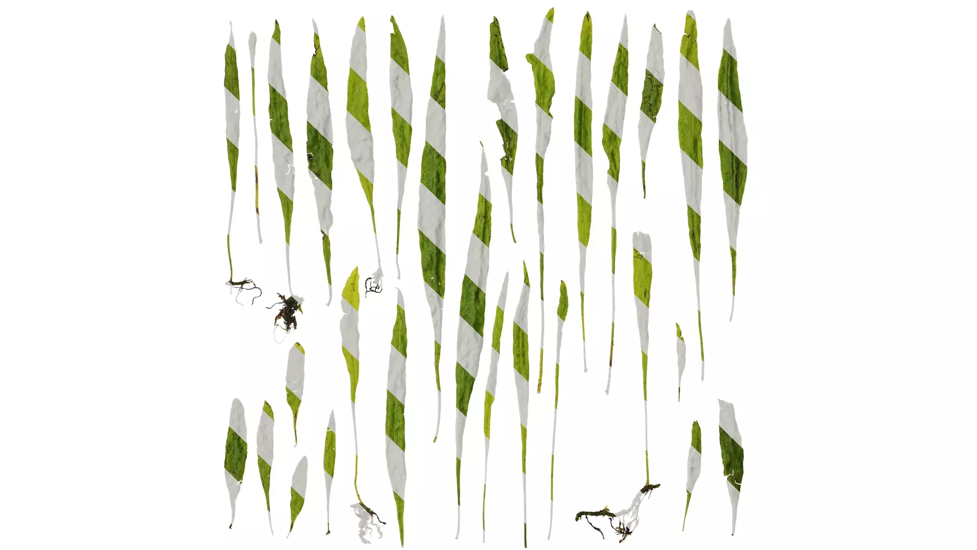 Anydrafts Microsorum pteropus Leaf 01 Texture_0