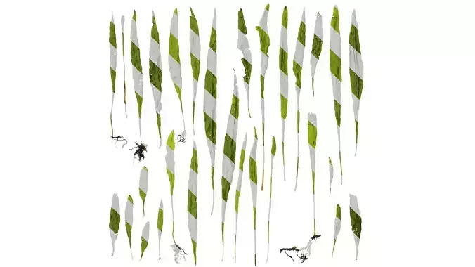 Anydrafts Microsorum pteropus Leaf 01