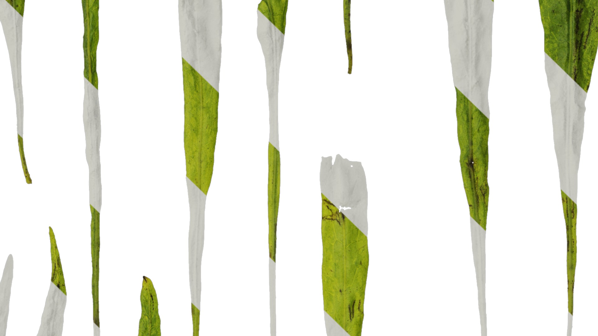 Anydrafts Microsorum pteropus Leaf 01 Texture_4