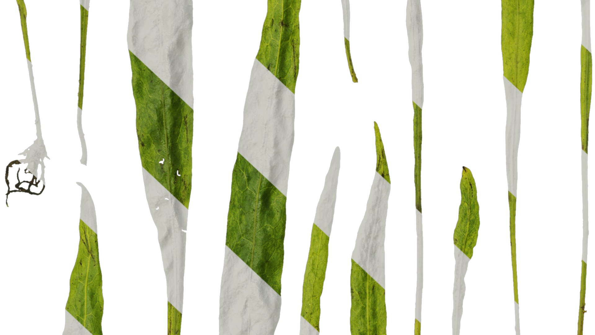 Anydrafts Microsorum pteropus Leaf 01 Texture_7