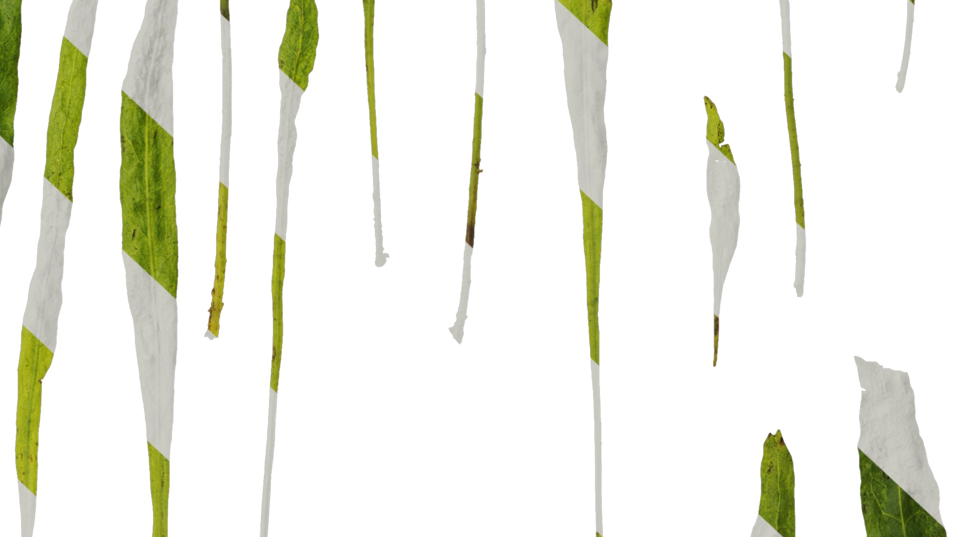 Anydrafts Microsorum pteropus Leaf 01 Texture_6