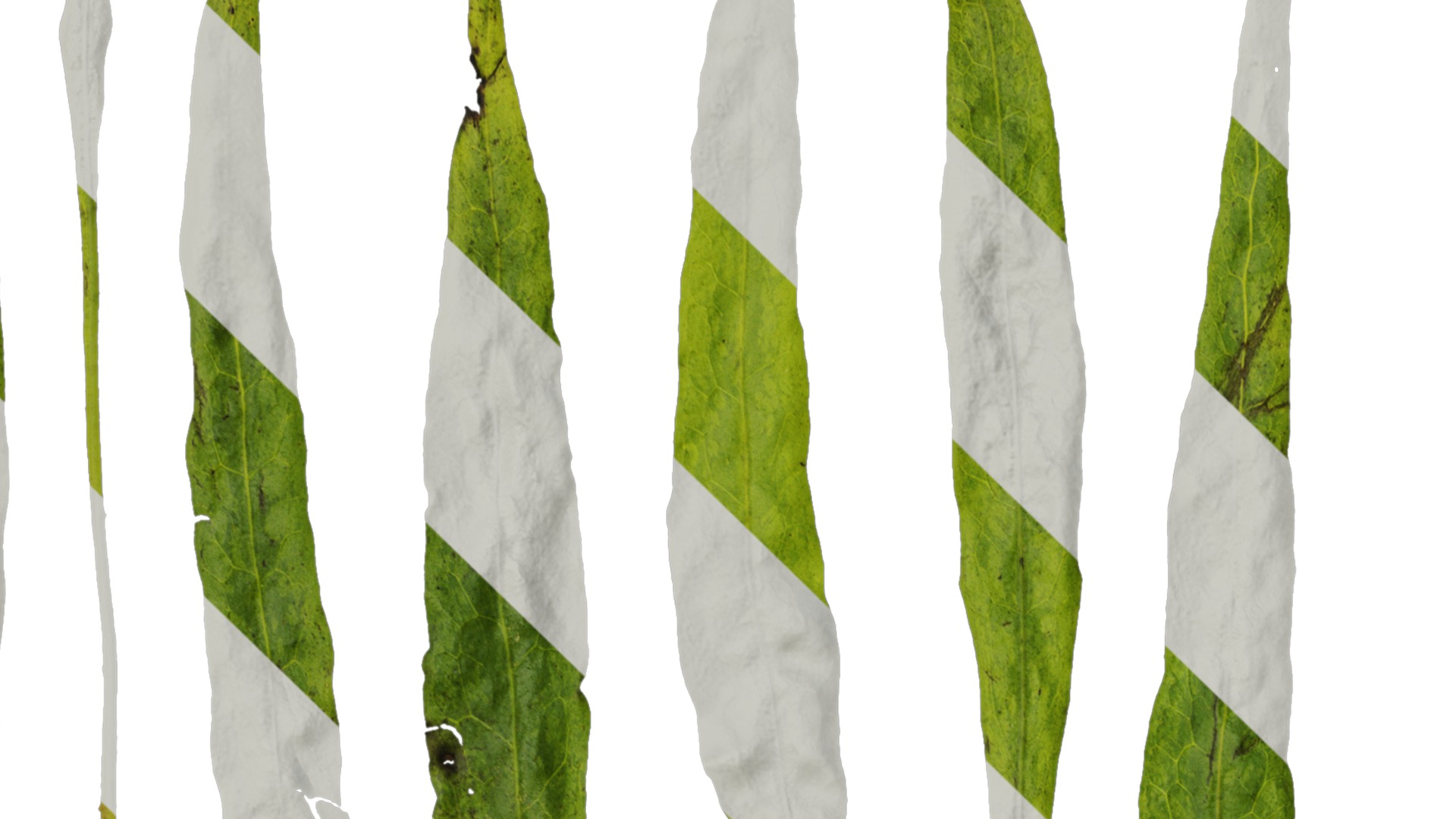 Anydrafts Microsorum pteropus Leaf 01 Texture_1