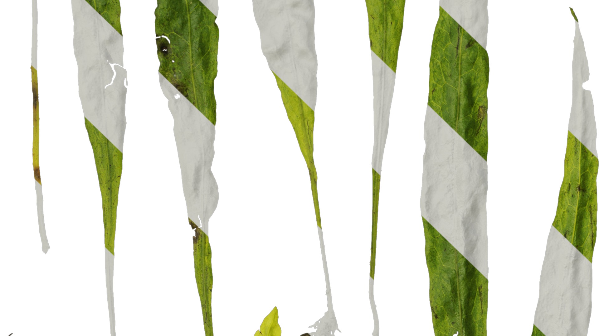 Anydrafts Microsorum pteropus Leaf 01 Texture_3