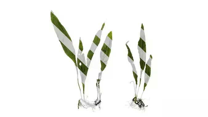 Anydrafts Microsorum pteropus latifolia Atlas 02