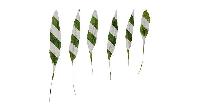 Anydrafts Microsorum pteropus latifolia Leaf 01 Texture