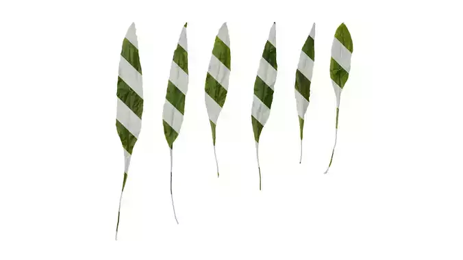 Anydrafts Microsorum pteropus latifolia Leaf 01