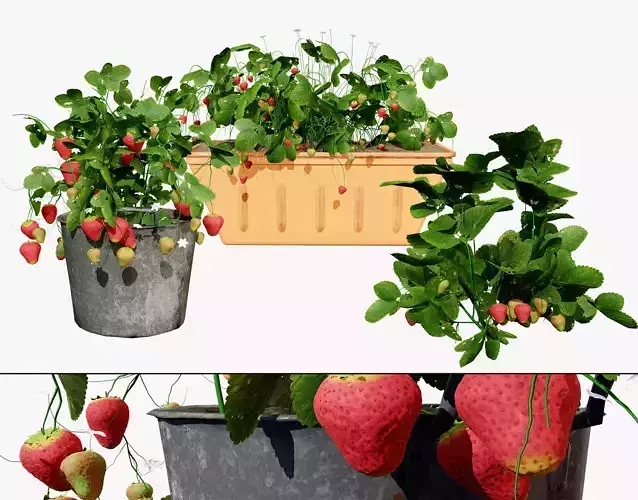 3D Strawberry Plant Collection Low-poly 3D model