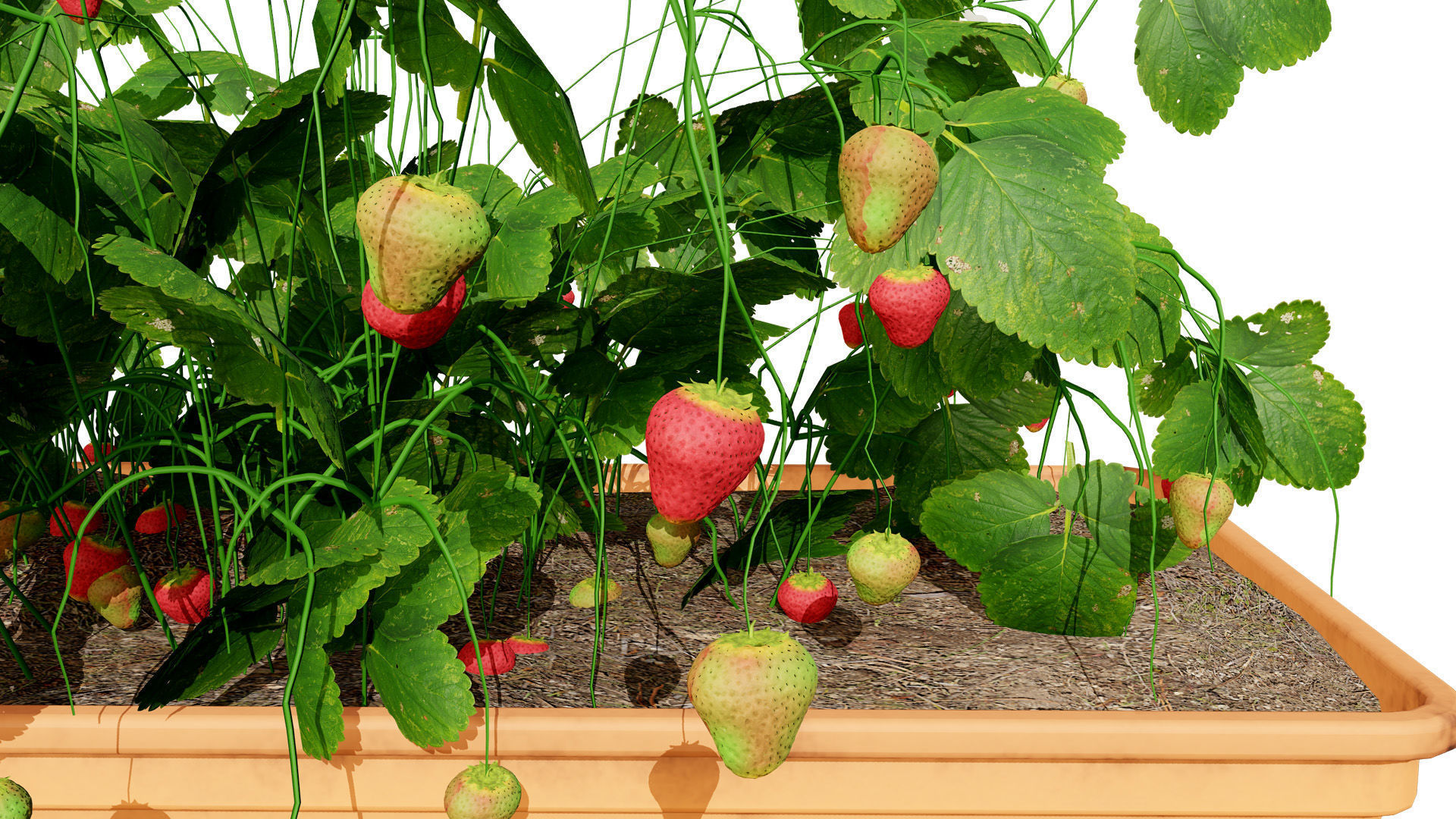 3D Strawberry Plant Collection Low-poly 3D model_3