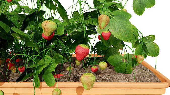 3D Strawberry Plant Collection Low-poly 3D model 3