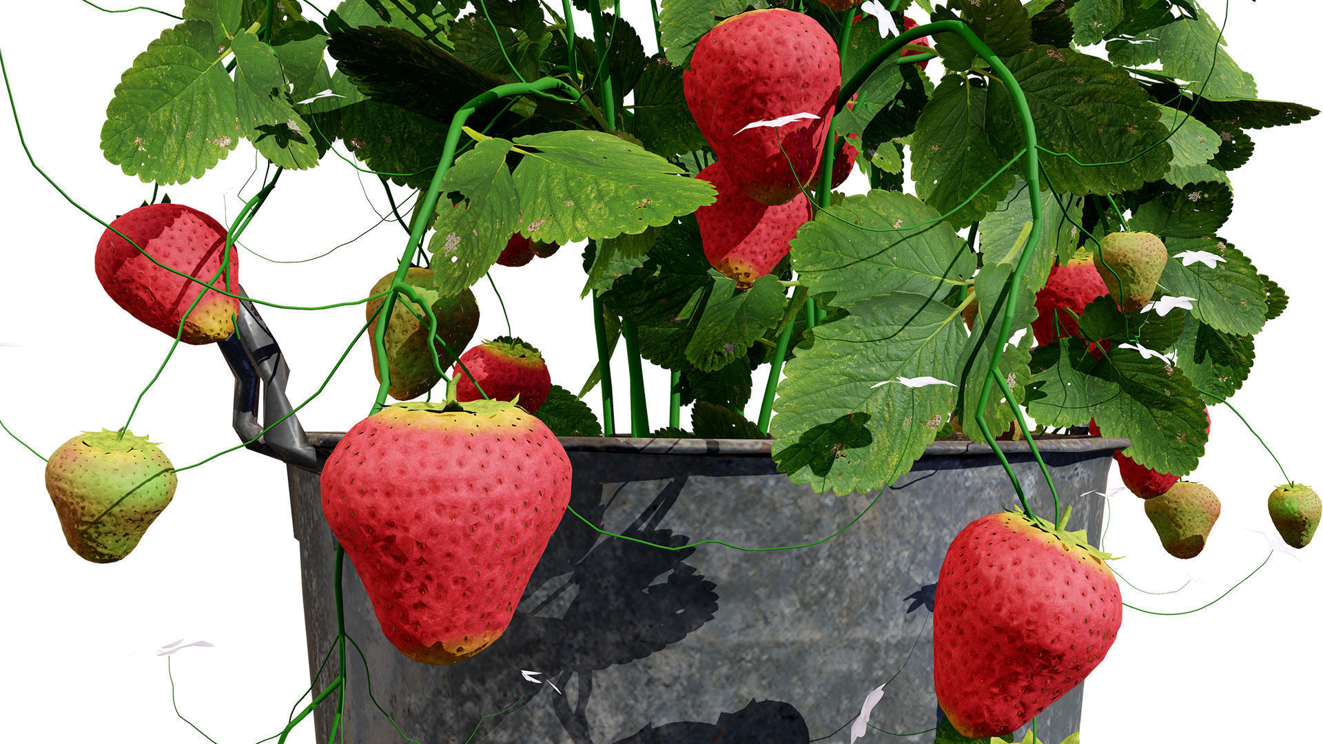3D Strawberry Plant Collection Low-poly 3D model_8