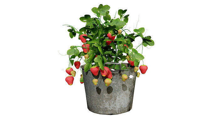 3D Strawberry Plant Collection Low-poly 3D model 7