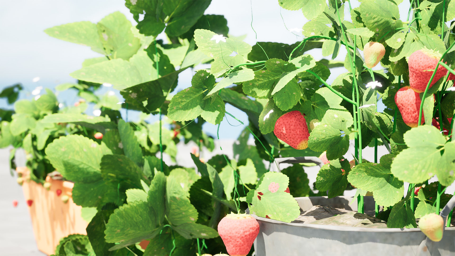 3D Strawberry Plant Collection Low-poly 3D model_11