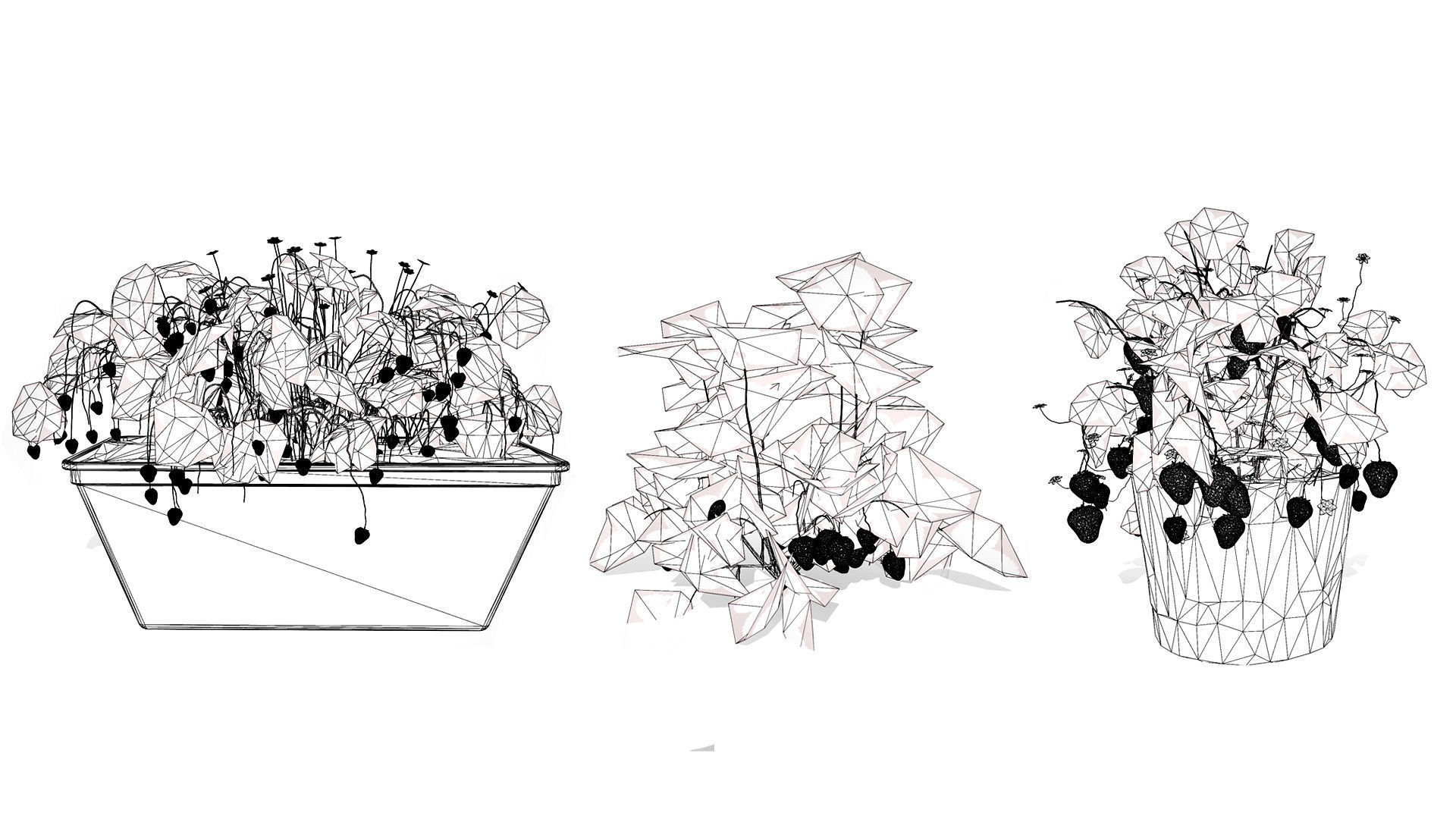 3D Strawberry Plant Collection Low-poly 3D model_13
