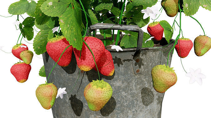 3D Strawberry Plant Collection Low-poly 3D model 6