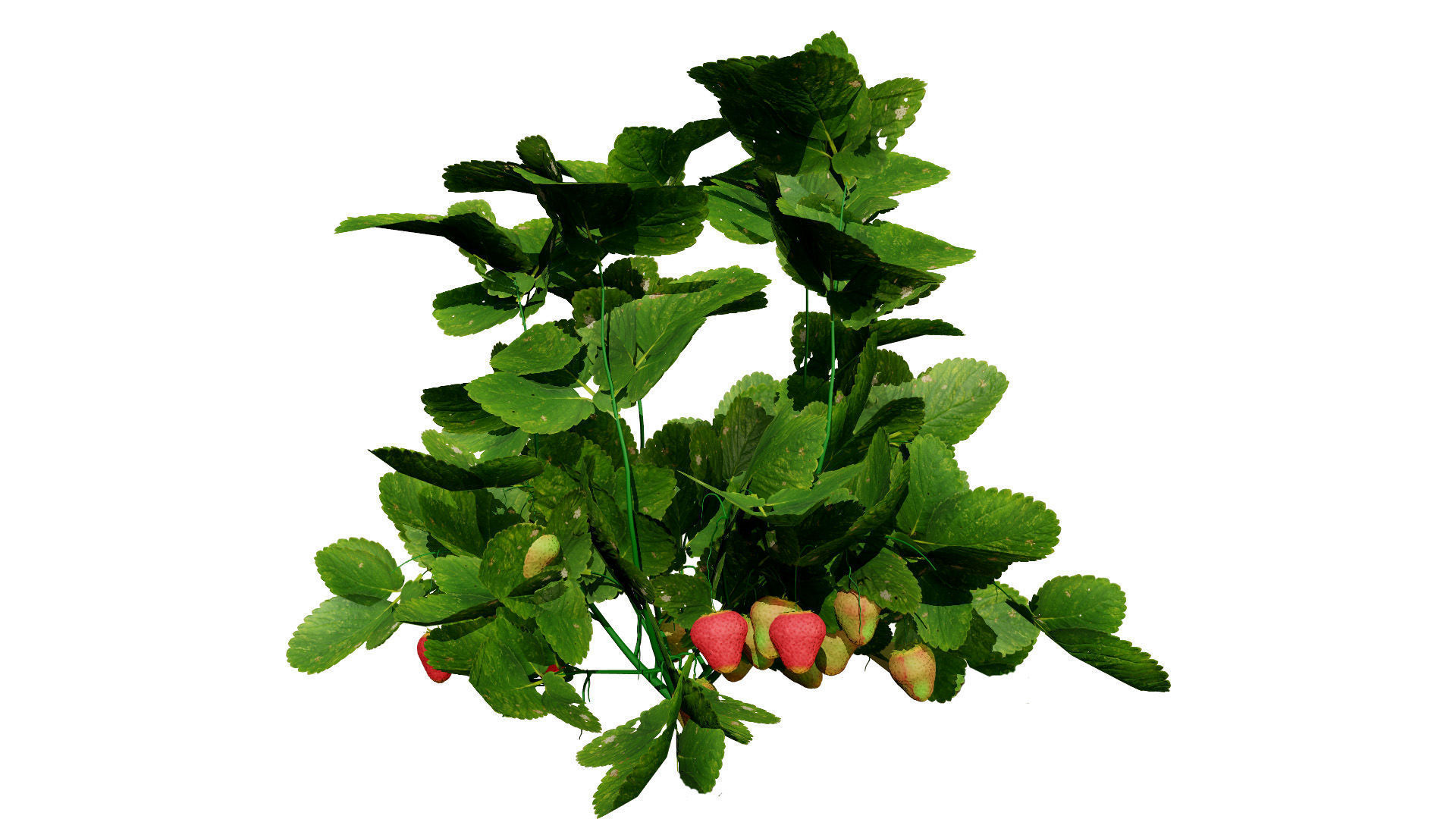 3D Strawberry Plant Collection Low-poly 3D model_9