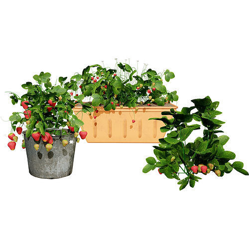 3D Strawberry Plant Collection Low-poly 3D model 2