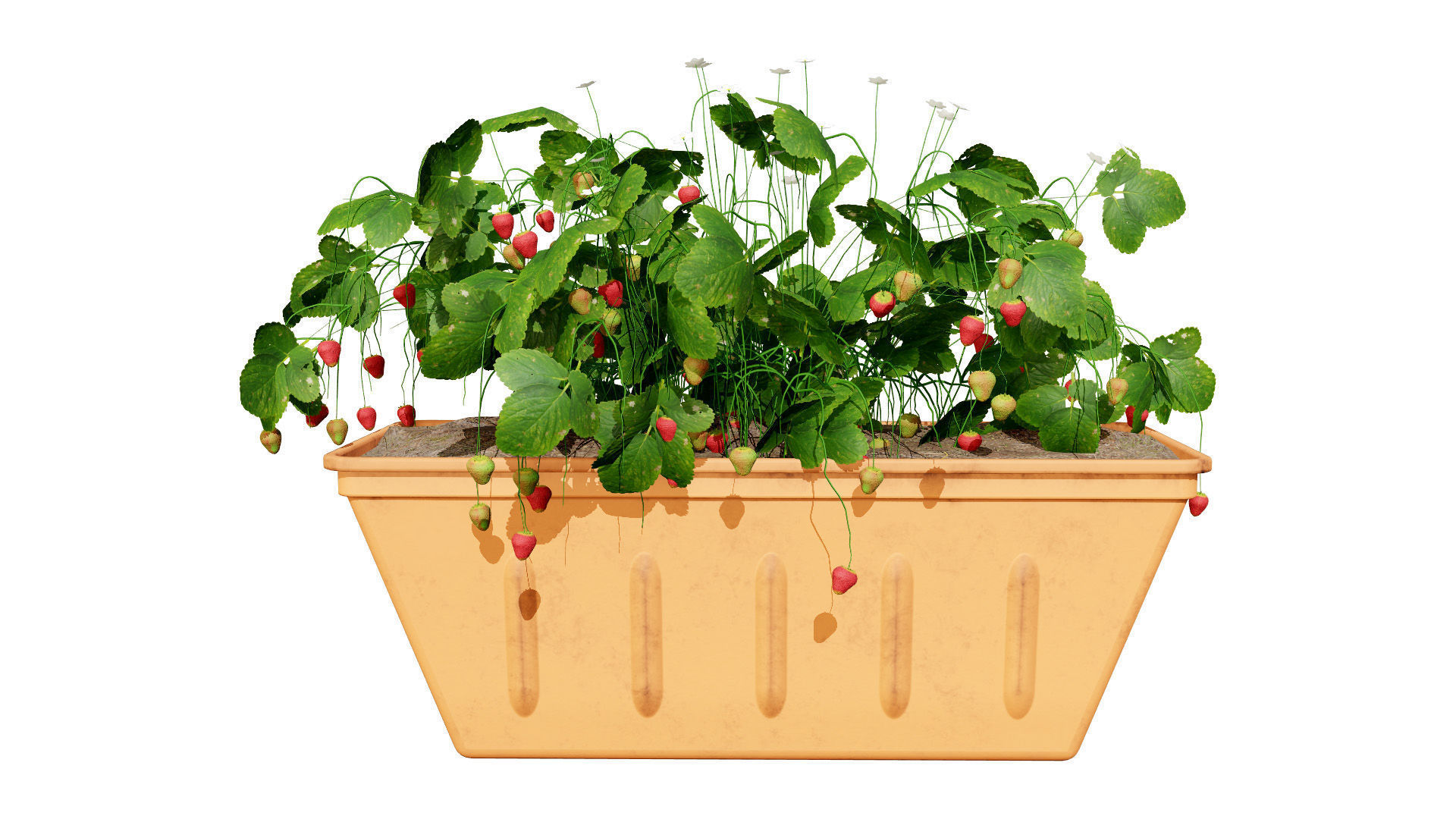 3D Strawberry Plant Collection Low-poly 3D model_4