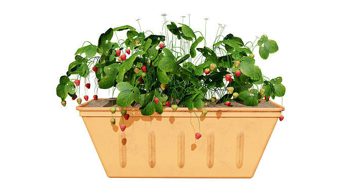 3D Strawberry Plant Collection Low-poly 3D model 4
