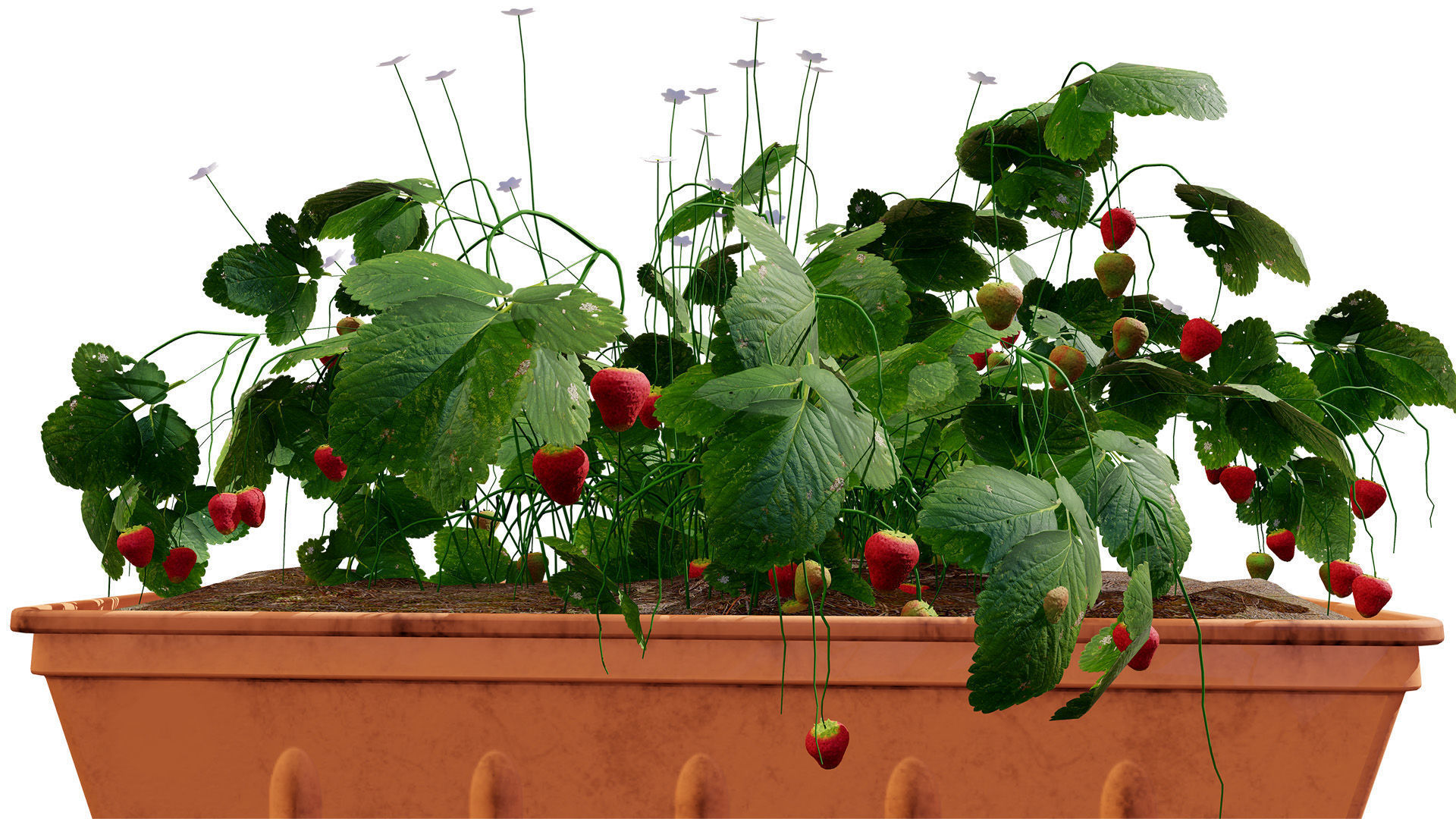 3D Strawberry Plant Collection Low-poly 3D model_5