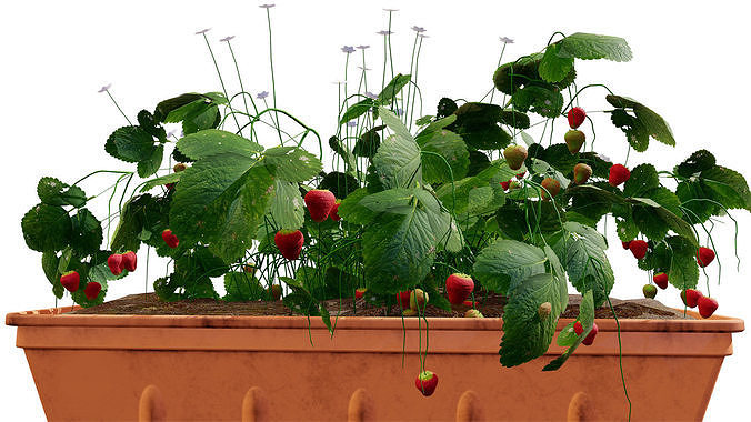 3D Strawberry Plant Collection Low-poly 3D model 5