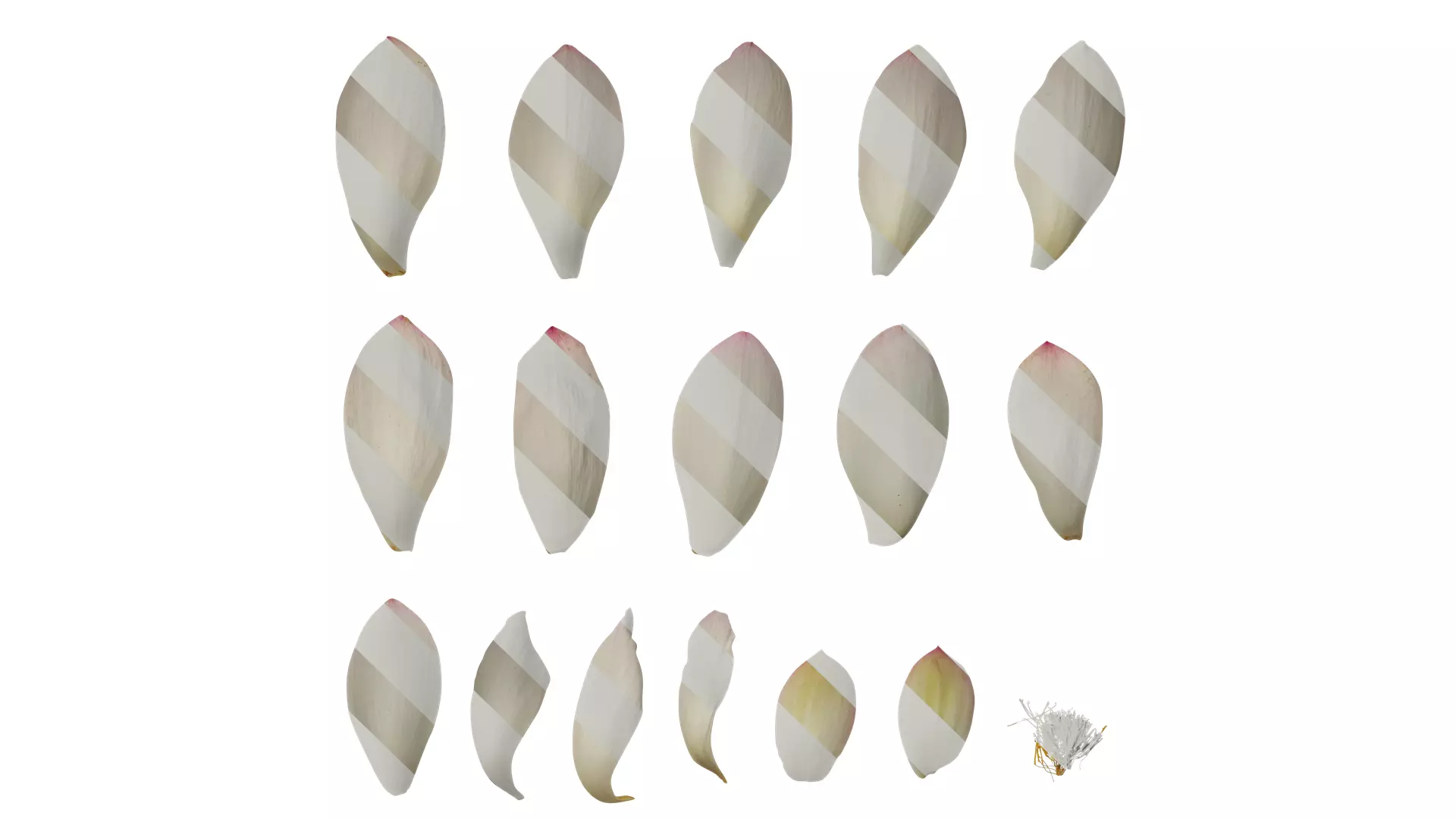 Anydrafts Nelumbo nucifera Flower 04 F Texture_0