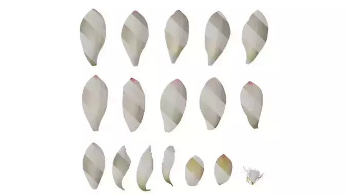 Anydrafts Nelumbo nucifera Flower 04 F