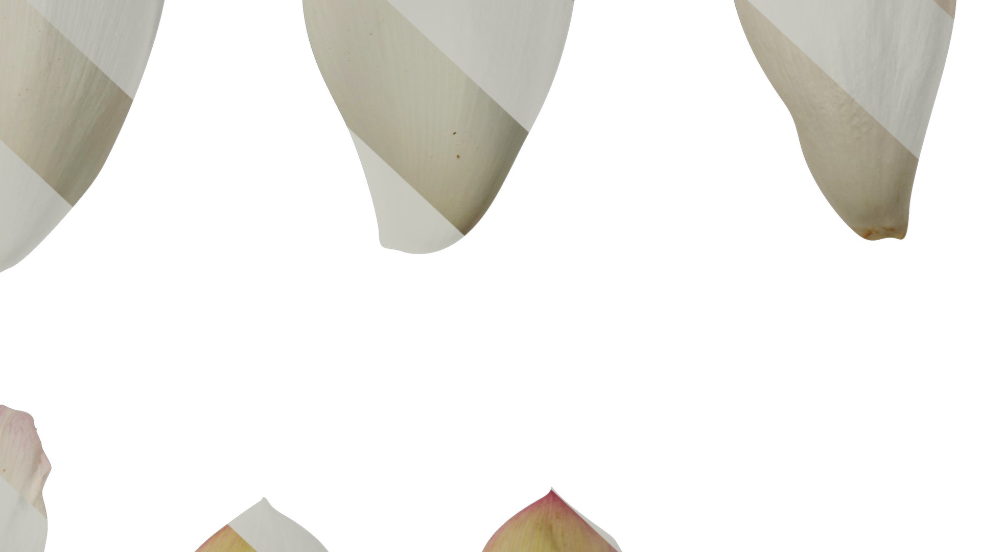 Anydrafts Nelumbo nucifera Flower 04 F Texture_6